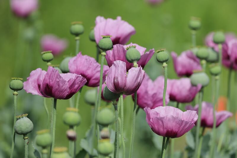 Pink opium poppies