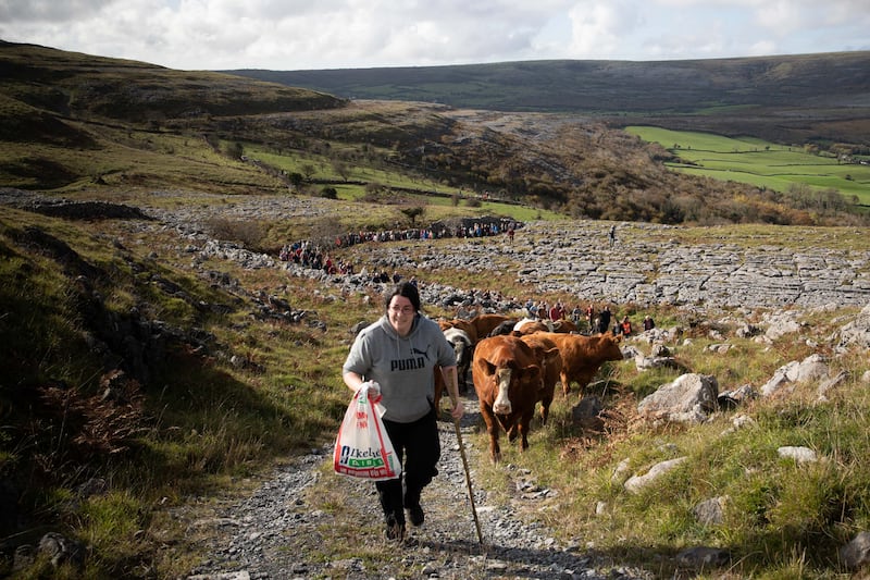 Lisa Shannon bringing her herd of cattle up the mountain to at the Burren Winterage Cattle Drive. Photograph: Eamon Ward