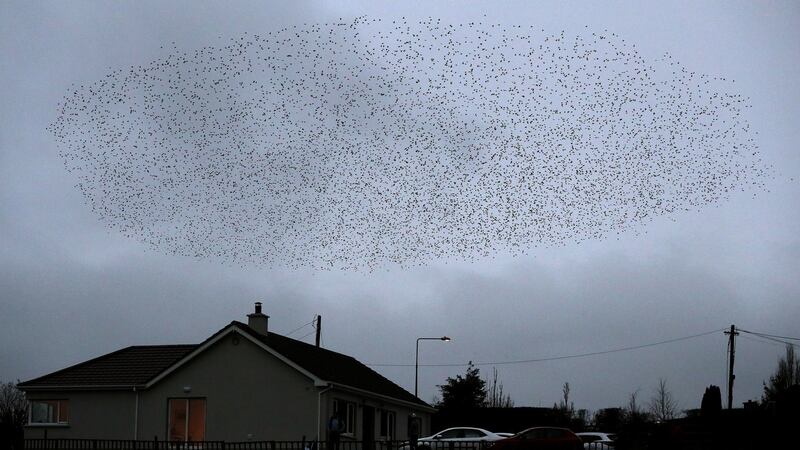 A murmuration of starlings in Nobber, Co Meath on Wednesday evening. Photograph: Brian Lawless/PA Wire