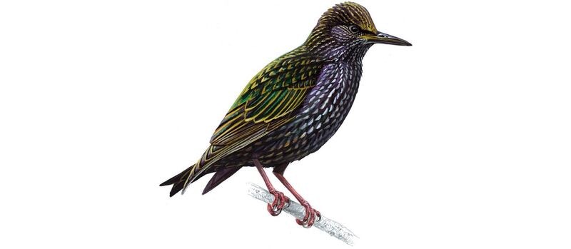 Starling. Illustration: Mike Langman/rspb-images.com. For Ireland's most common garden birds poster, May 2021.