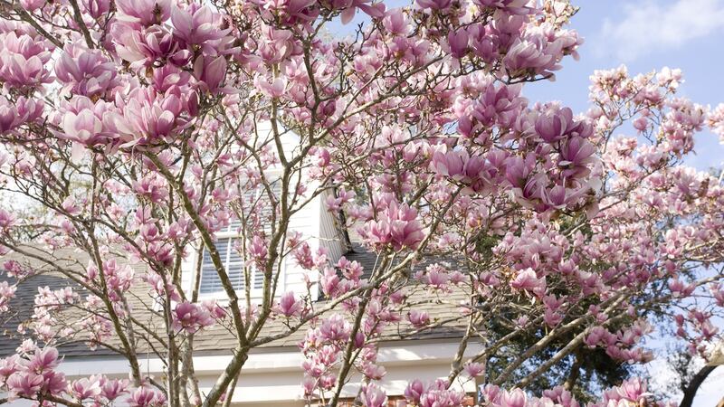 Magnolia is one of many spring-flowering trees. Photograph: iStock