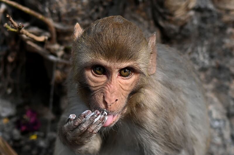 Hindus associate the macaques with Hanuman, the mythological monkey god. Photograph: Sajjad Hussain/AFP via Getty Images