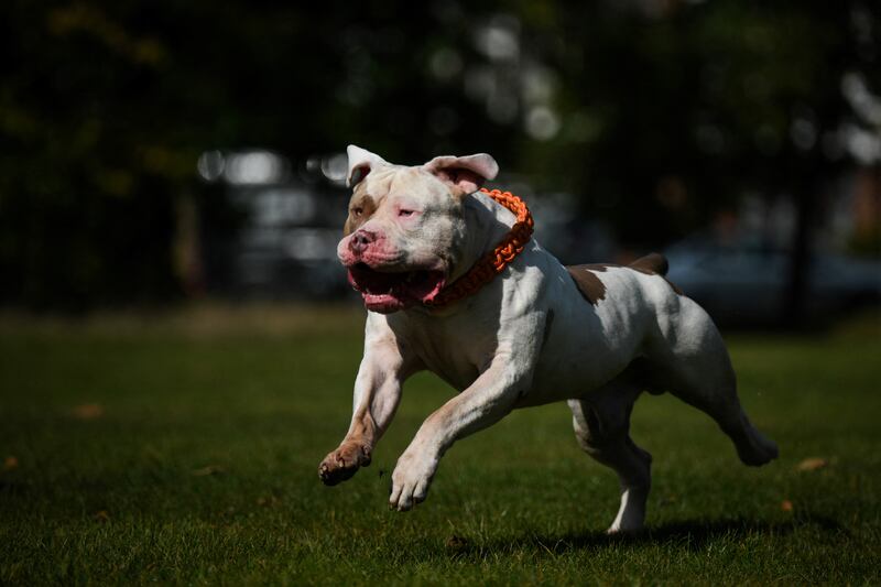 XL bullies are among the dogs which could be facing restrictions with recommendations due to be made to the Minister for Rural and Community Development. Photograph: Daniel Leal/Getty Images