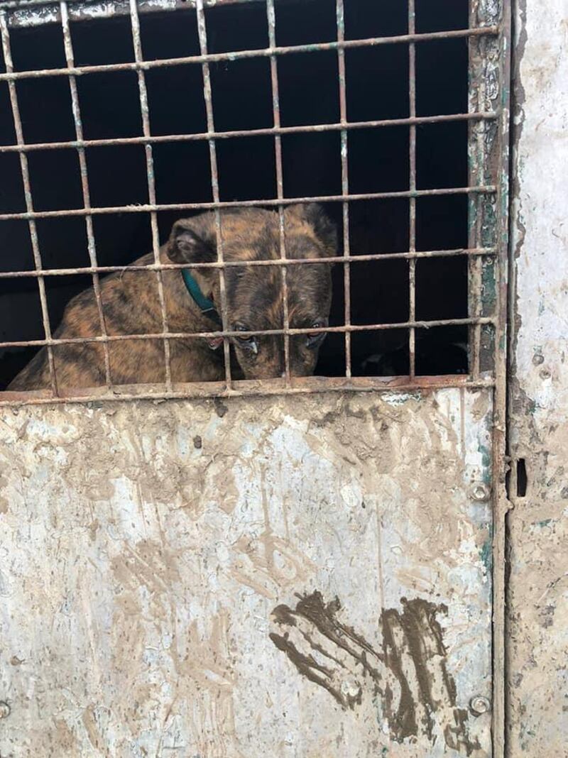 Dog seized by gardaí and animal welfare officers