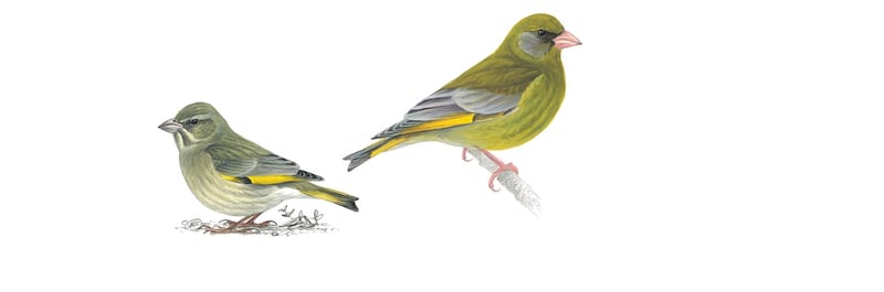 Greenfinch. Illustration: Mike Langman/rspb-images.com. For Ireland's most common garden birds poster, May 2021.