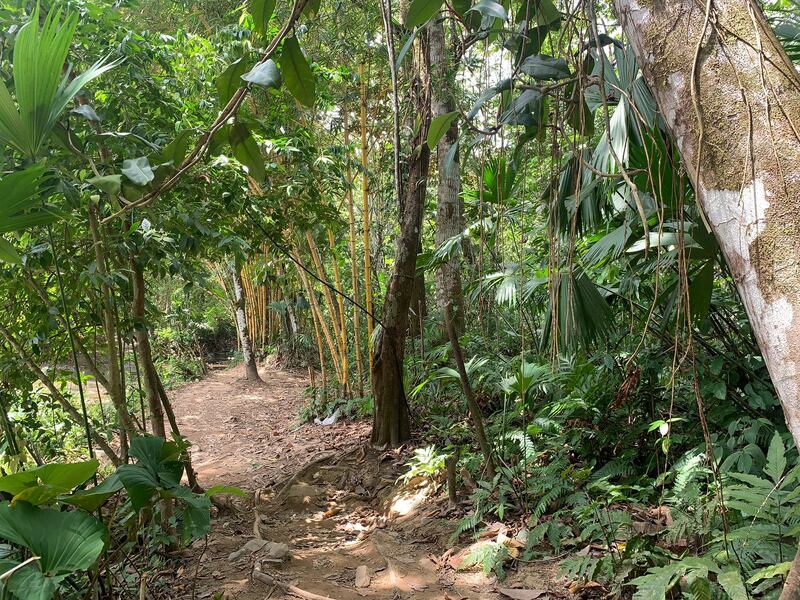 The jungle path where the migrants are dropped off, after the ferry crossing, in the care of the 'caminados' who say they will guide them over the mountain and into Panama. Photograph: Peter Murtagh
