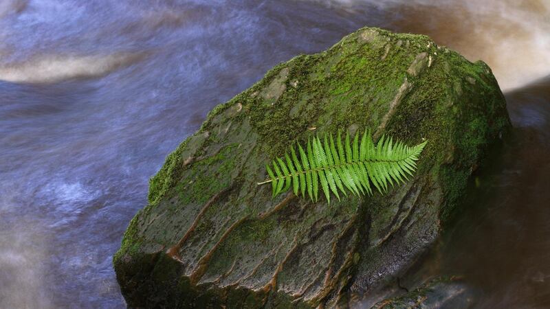 The peat-stained stream that runs through Kells Bay Gardens. Photograph: Richard Johnston
