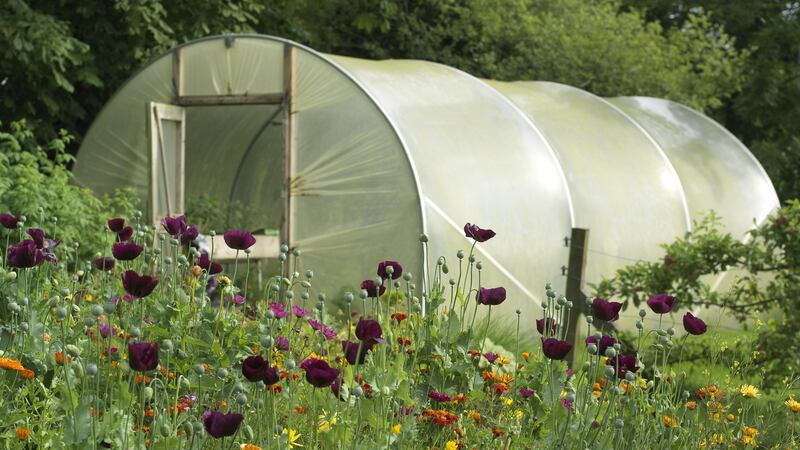 Polytunnel love: hordes of gardeners around Ireland have invested in a tunnel in recent years