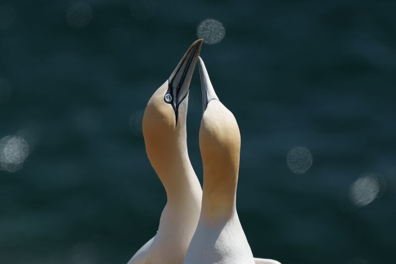 A pair of northern gannets perform a delicate courtship display on the cliffs of the Saltee Islands. Photograph: Fran Veale