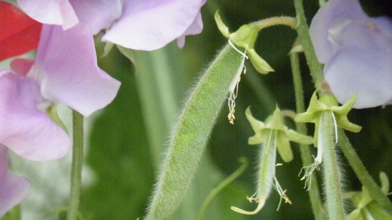 Seed pods on a sweet pea plant. Photograph: iStock