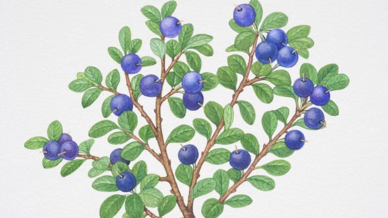 Go on a fraughan picking picnic with Slow Food