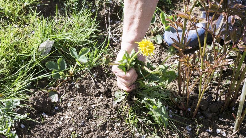 Female Hands Pull Out Weeds From Ground Garden. Weeding Weeds. Struggle Weeds Close Up.