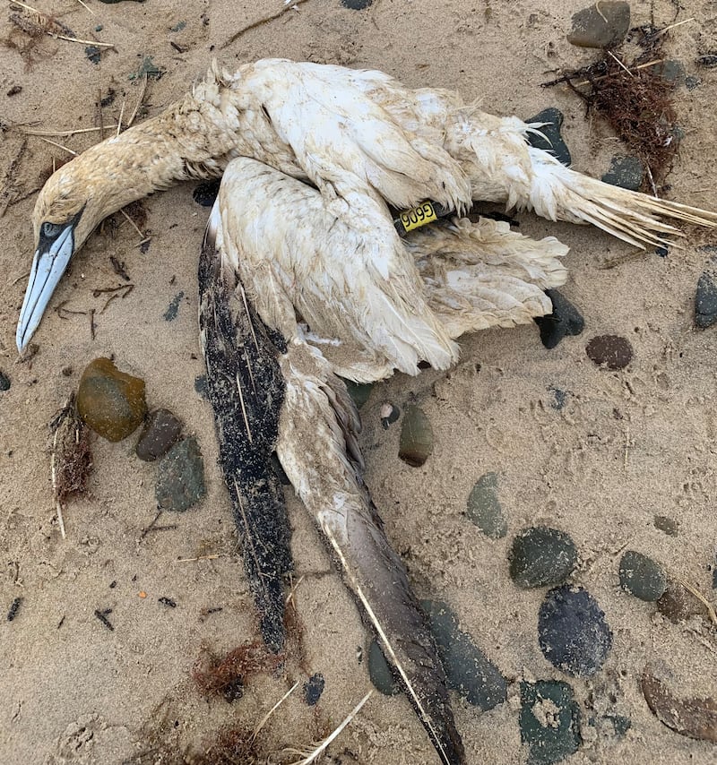 A dead gannet on Morriscastle beach, Co Wexford. Photograph: John O'Brien/BirdWatch Ireland