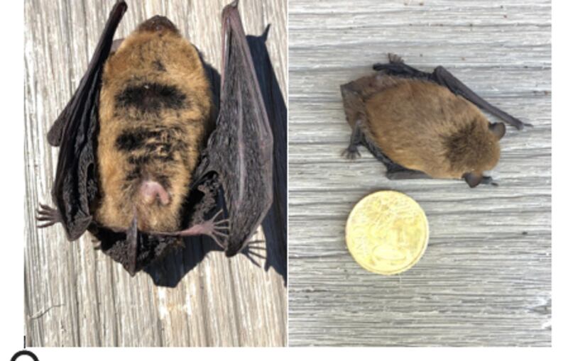 Pipistrelle bat, supplied by M Maloney