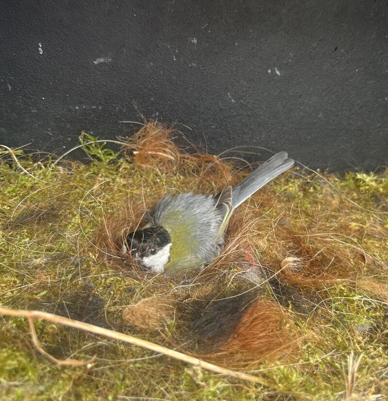 Great tit. Photograph: Frank Russell