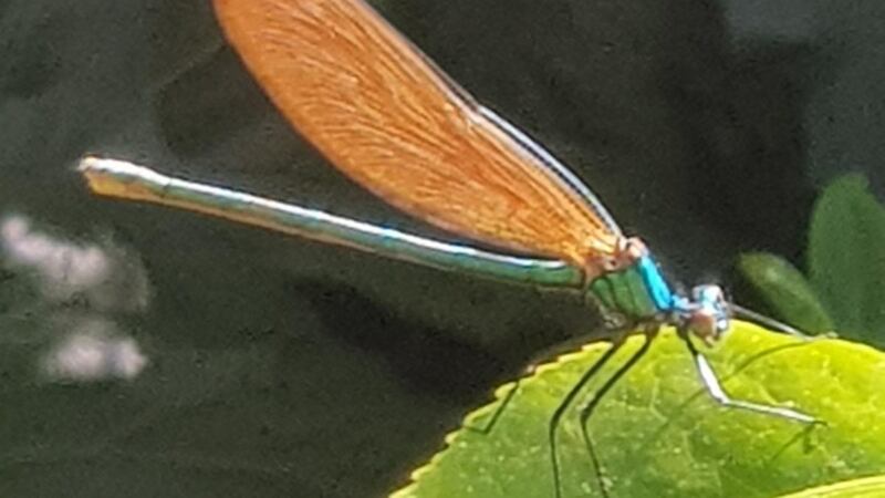 Jewel-wing damselfly