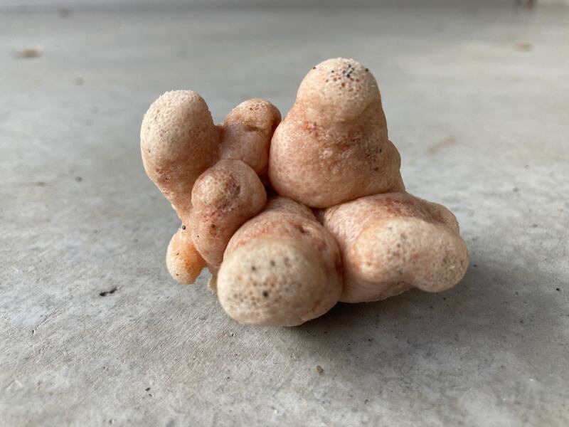 Each ‘finger’ is actually a colony of hundreds of tiny white filter-feeding polyps. Photograph: Yvanna Greene