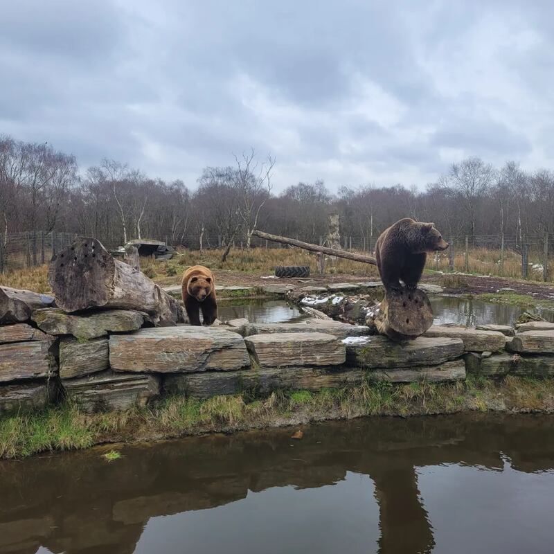 Brown bears roam relatively freely at Wild Ireland Sanctuary, just 14 minutes west of Derry.