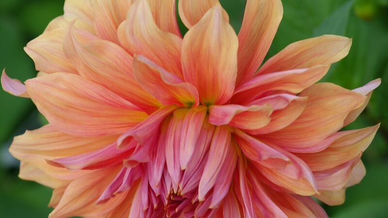Dahlia ‘Belle of Barmera’. Photograph: Karen Lynes/Peter Nyssen