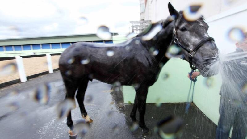 A horse gets a dousing in water ahead of the Discover Ireland Dublin Horse Show at the RDS. Photograph: Stephen Collins/Collins Photos