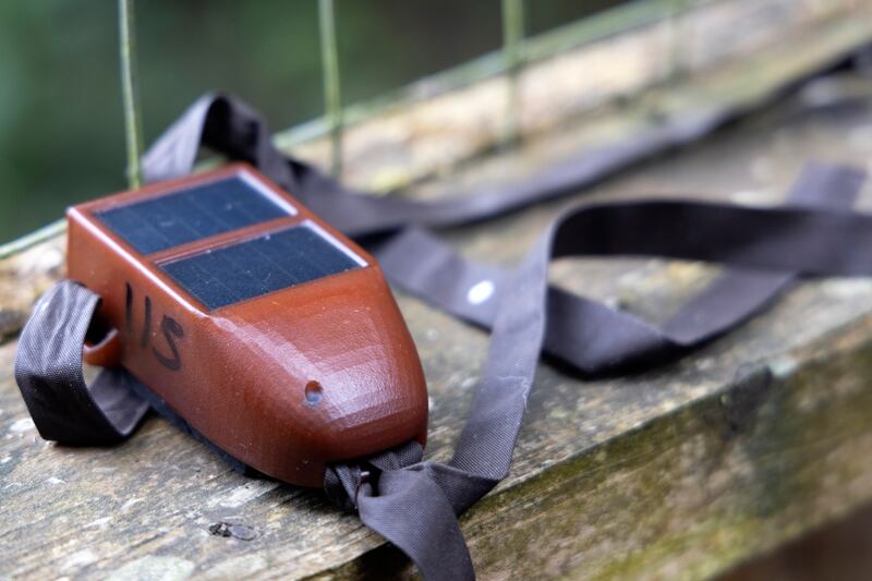 White-tailed sea eagles are fitted with satellite tags at a site in Kerry so they can be monitored on a daily basis. Photograph: Chris Maddaloni
