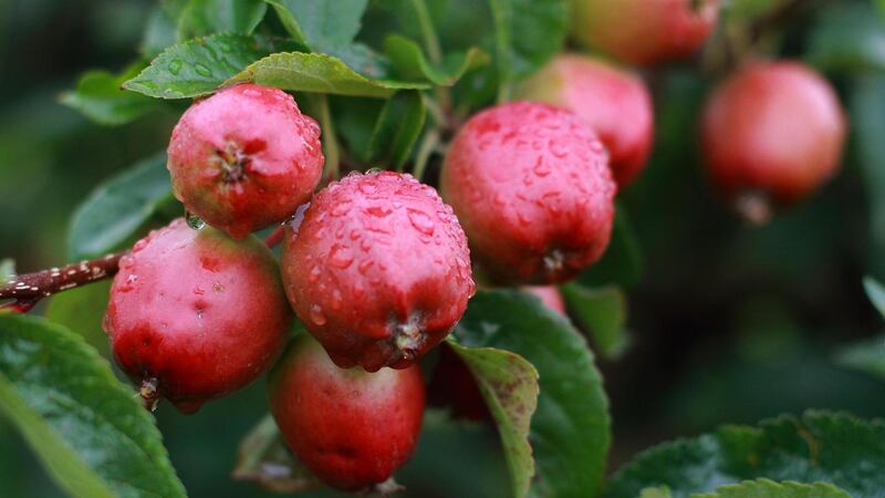 Orchard walks are taking part around Ireland next weekend