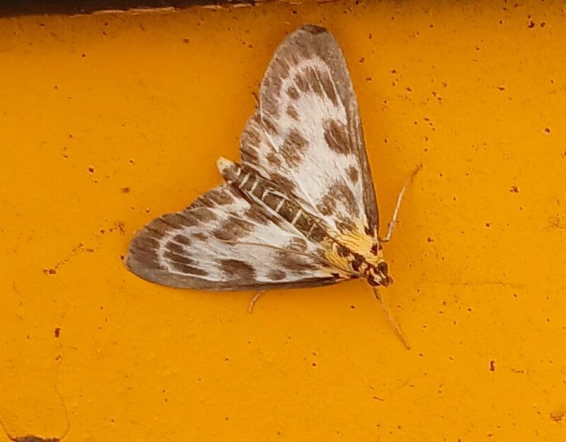 Small Magpie moth seen in Dublin and Co Clare