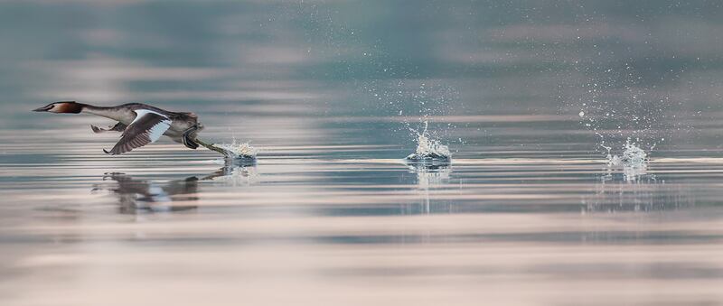A great crested grebe runs along the water on Lough Ennell, Co Westmeath at sunrise. Photograph: James Crombie