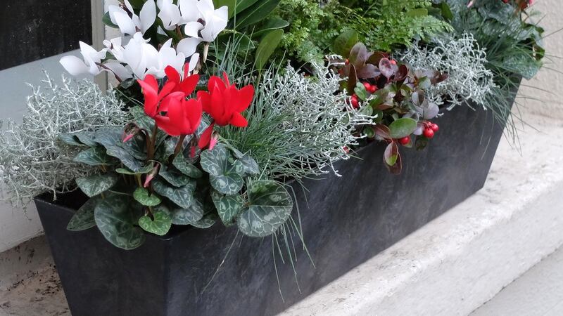 A Christmas window box filled with cyclamen, skimmias, gaultheria, Festuca glauca and silver-leaved callocephalus. Photograph: Tig Mays
