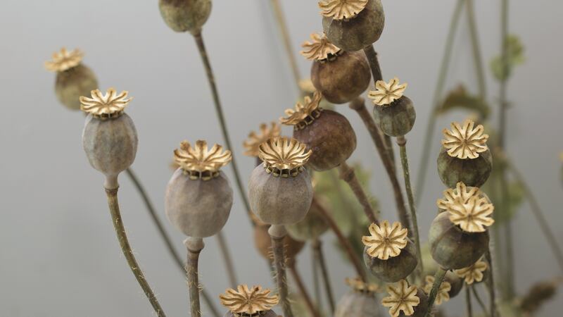 Poppy seed heads can also be dried. Photograph: iStock