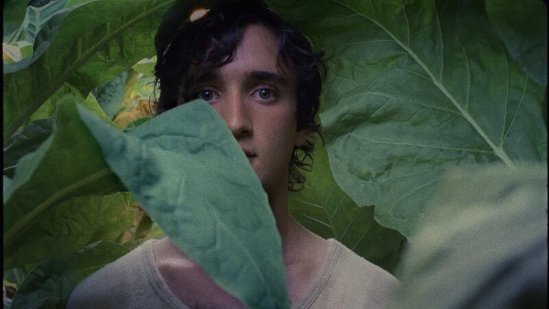 ‘Happy as Lazzaro’ speaks to the people of the Italian countryside with a sincerity that still allows flourishes of romanticism.