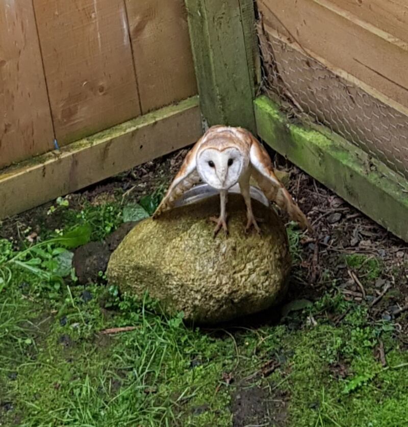 The owl has now been transferred to a pre-release aviary in Wicklow and he will be released next week.