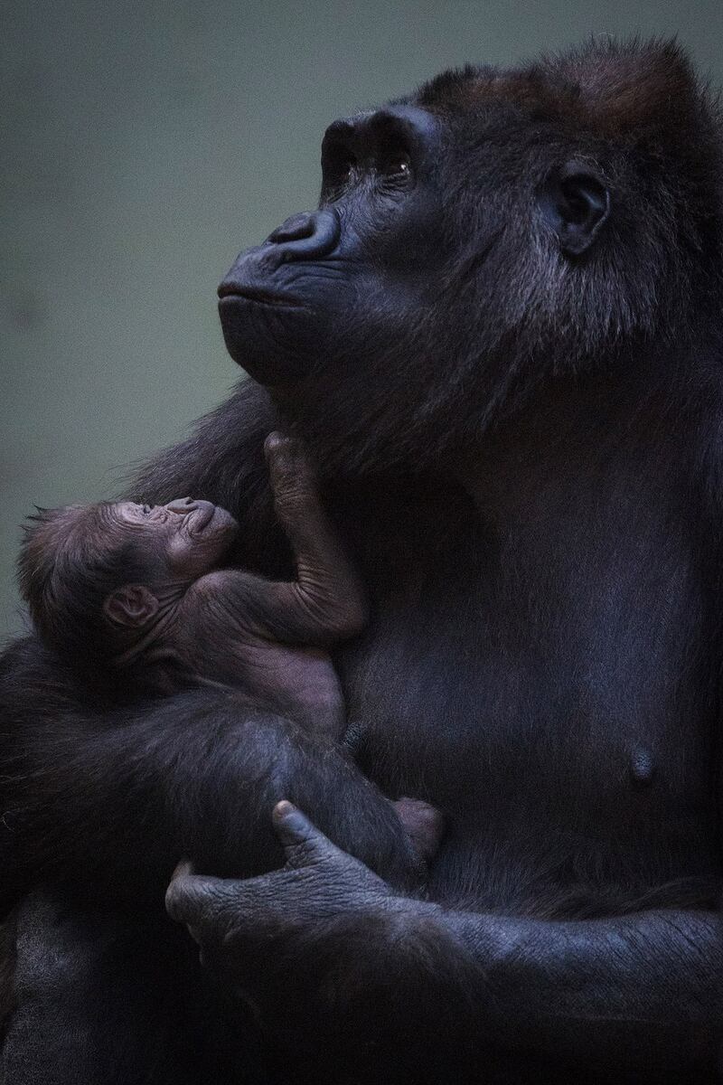 Keepers at Dublin Zoo have been unable to determine the gender of the infant as mother Kafi has been keeping the baby close to her chest since the birth. Photograph: Patrick Bolger
