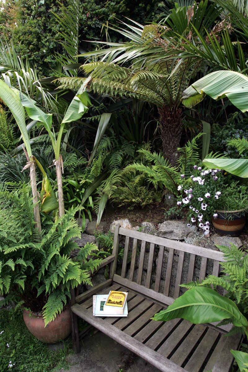 Ferns, in the right soil, are likely to flourish in a south-facing spot that's in shade for the brightest part of the day. Photograph: Matt Kavanagh