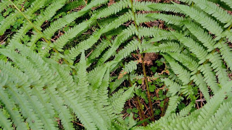 Ferns, including Osmunda regalis, relish wet conditions. Photograph: iStock