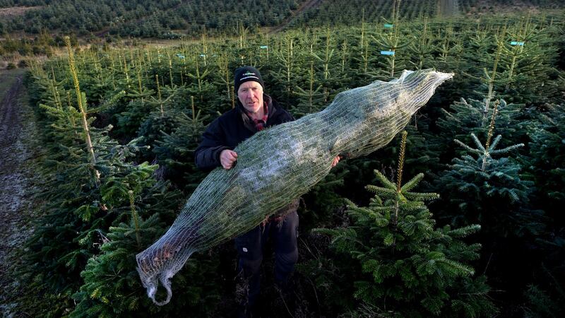Christy Kavanagh with a Nordmann Fir in a net at  Kavanaghs Christmas Tree farm in Newtownmountkennedy, Co Wicklow. Photograph: Cyril Byrne