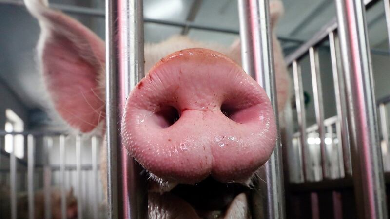 EU rules dictate that compulsory physical checks must take place on live animals. at border inspection posts.