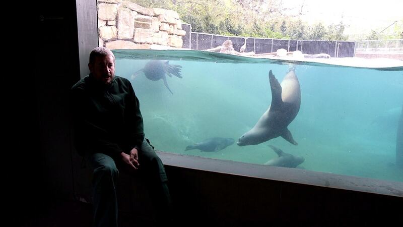 Zookeeper Daniel Dunne with sea lions. His job in recent weeks has been to “ensure that they are stimulated and exercised and fed and taken care of”.   Photograph: Bryan O’Brien