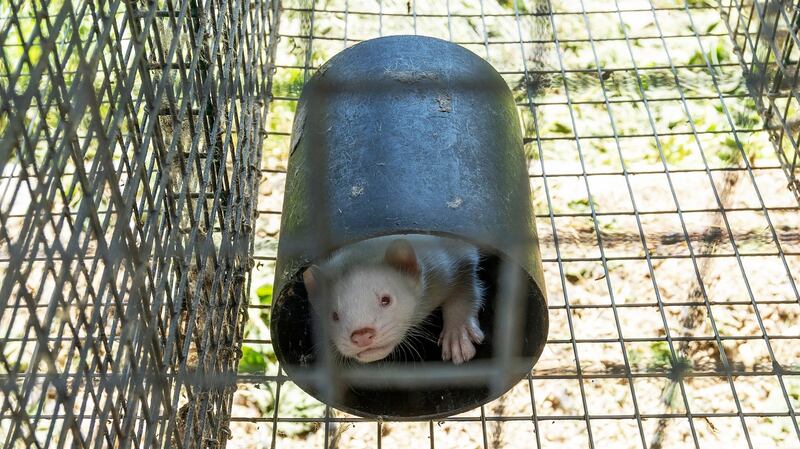 A typical full-length fur coat requires about 20 mink pelts.