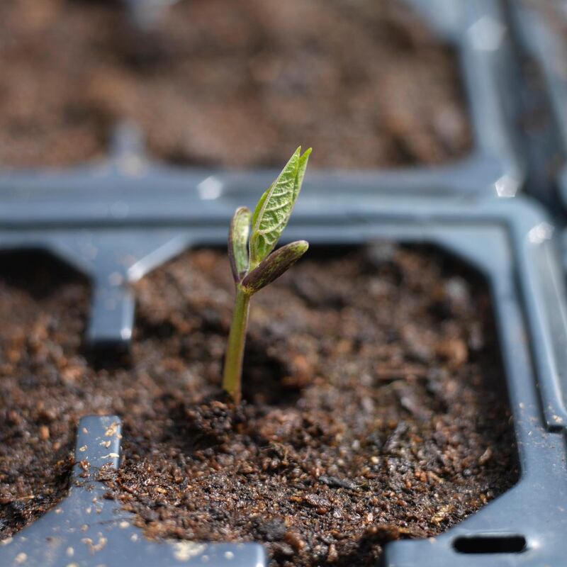 Young glasshouse or polytunnel grown seedlings and baby plants need to be protected at this time of year. Photograph: Richard Johnston