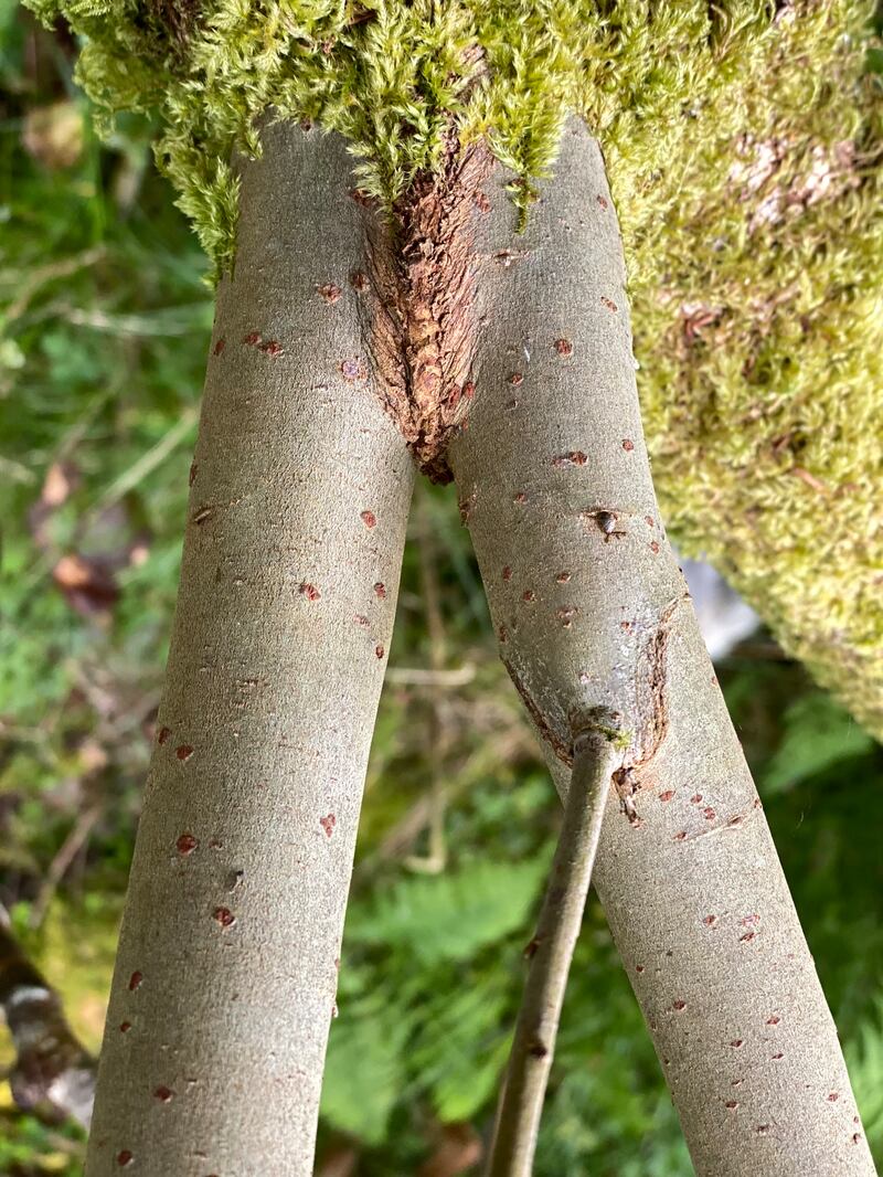 Dlaoi means hymen, wisp, covering of thatch, tuft or strip of bark. 
Artist: Carmel Winters
