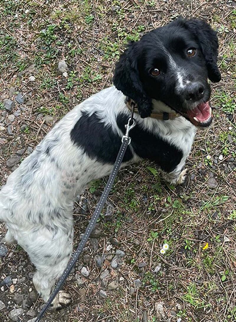 Jasper the detector dog who assisted in the seizure. Photograph: Revenue /PA Wire