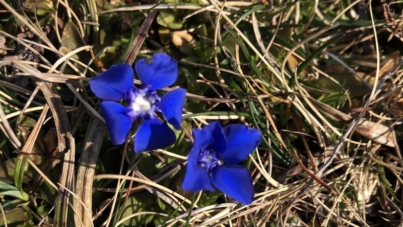 Spring gentian