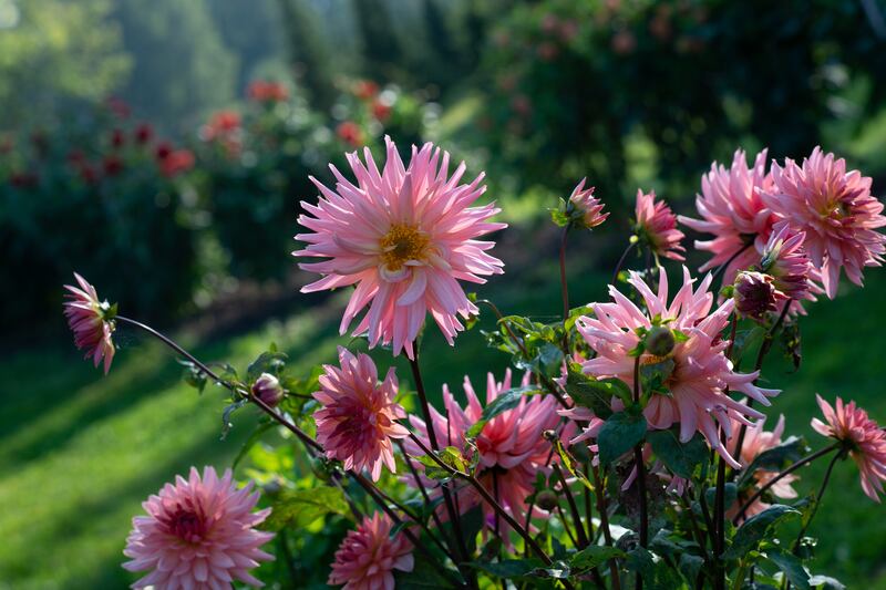 Dahlia ‘Preference’. Photograph: iStock