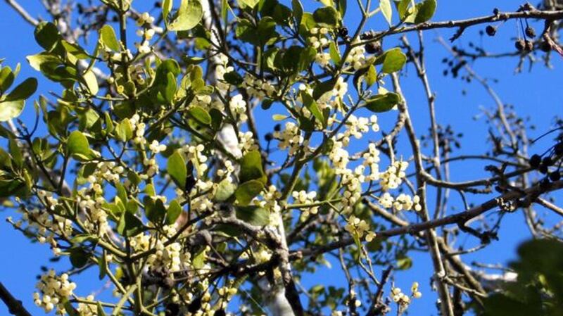 Mistletoe: a symbol of love and friendship in Norse mythology