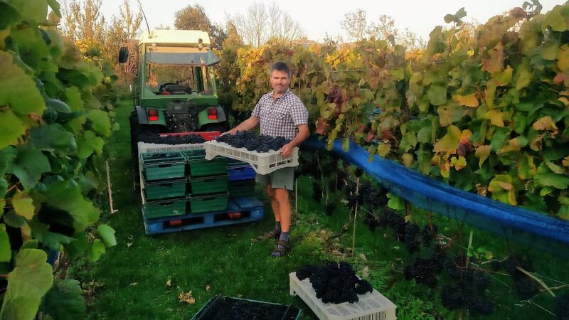 David Llewellyn harvesting grapes in Lusk, Co Dublin