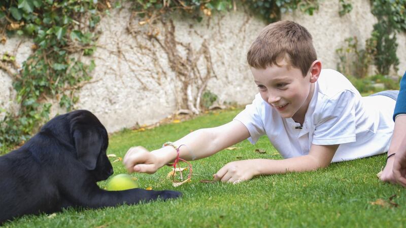 Saol an Mhadra Bháin (The Secret World of Working Dogs)