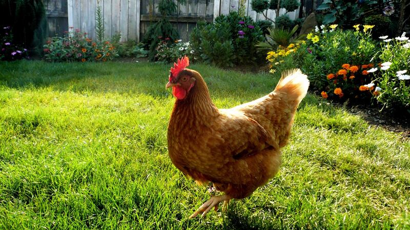 ‘We have  dedicated a section of our garden to the poultry easily.’ Photograph: Getty Images