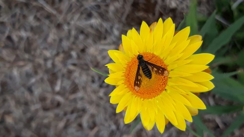The beefly, genus comptosia – from Australia.