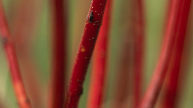 Scarlet-stemmed dogwoods give interest to the winter garden. Photograph:  Richard Johnston